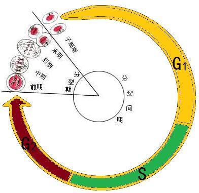 分裂周期图册_360百科