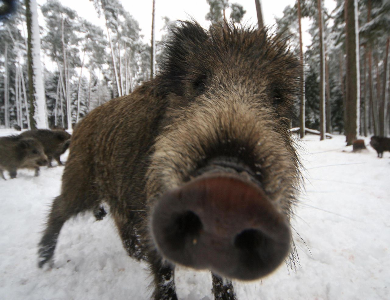 若不再是“三有”野生动物 野猪还受法律保护吗？