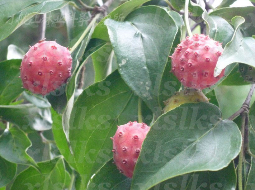 山荔枝_360百科