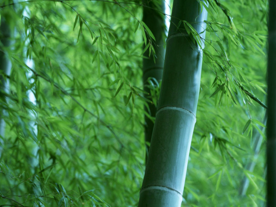 甜竹_360百科