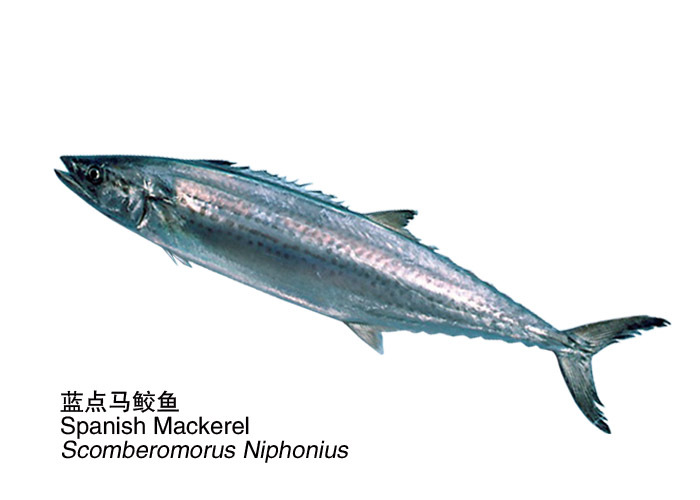 蓝点马鲛 | scomberomorus niphonius(动物)_技点百科