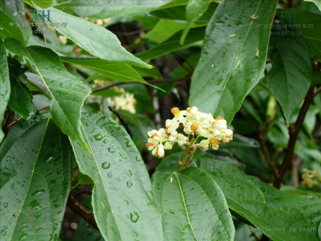 「破布子」在一些平埔村社附近常見的植物。... - 南島觀史-福爾摩沙 Formosa