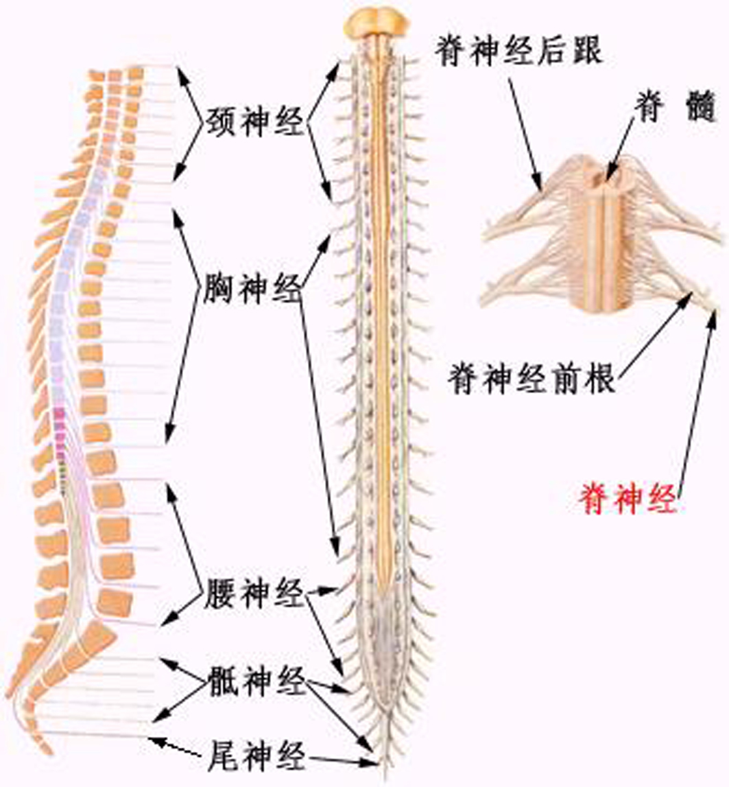 图4-15 脊神经根与椎间盘的关系-基础医学-医学