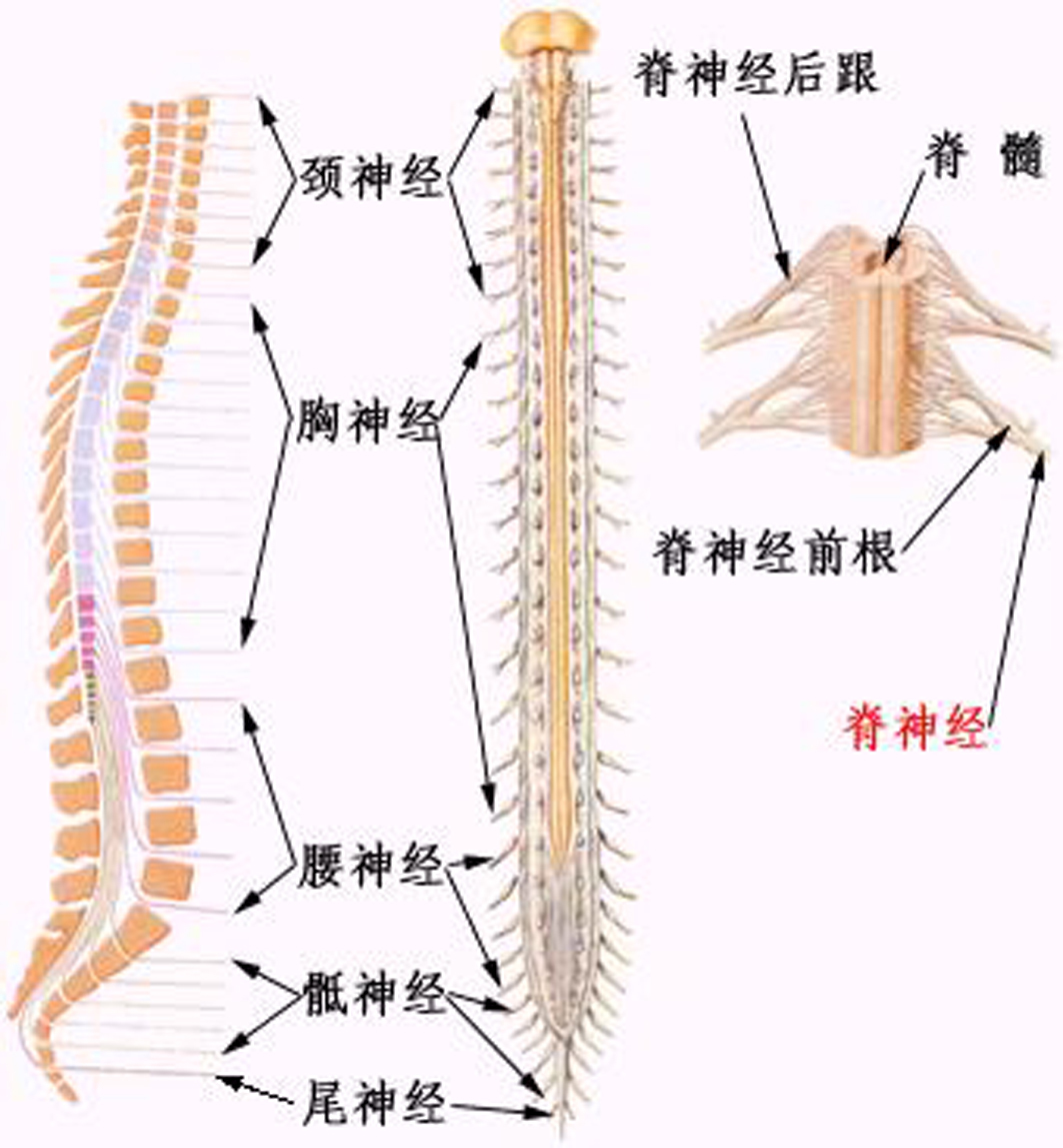 脊神经图册_360百科