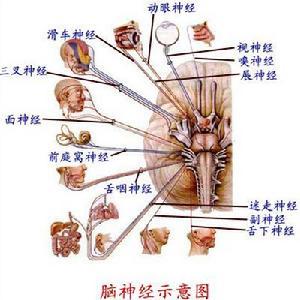 舌咽神经_360百科