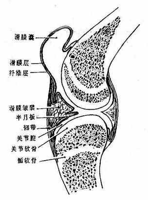 骨连接