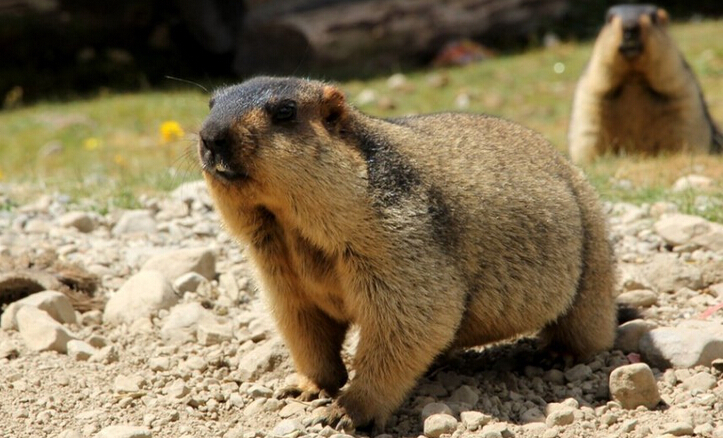 喜马拉雅旱獭_360百科