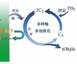 暗反应图册_360百科