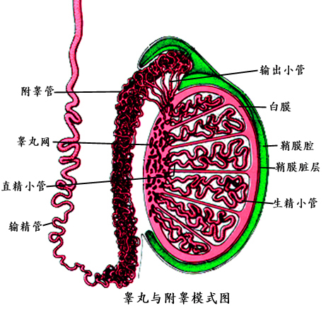前列腺结核(泌尿外科学 名词)_技点科普_技点网(泌尿外科学 名词)