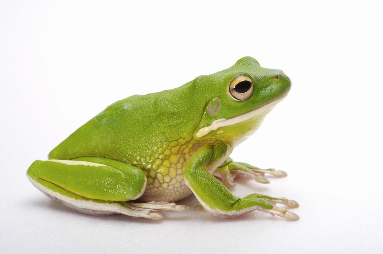 水陸兩棲動物