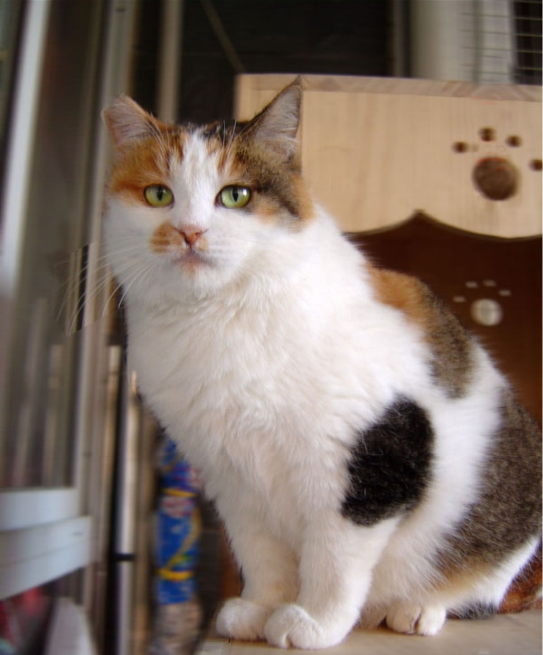 花を乗せた猫 | 横浜の猫専門ペットシッターのブログ 『ことねこと』
