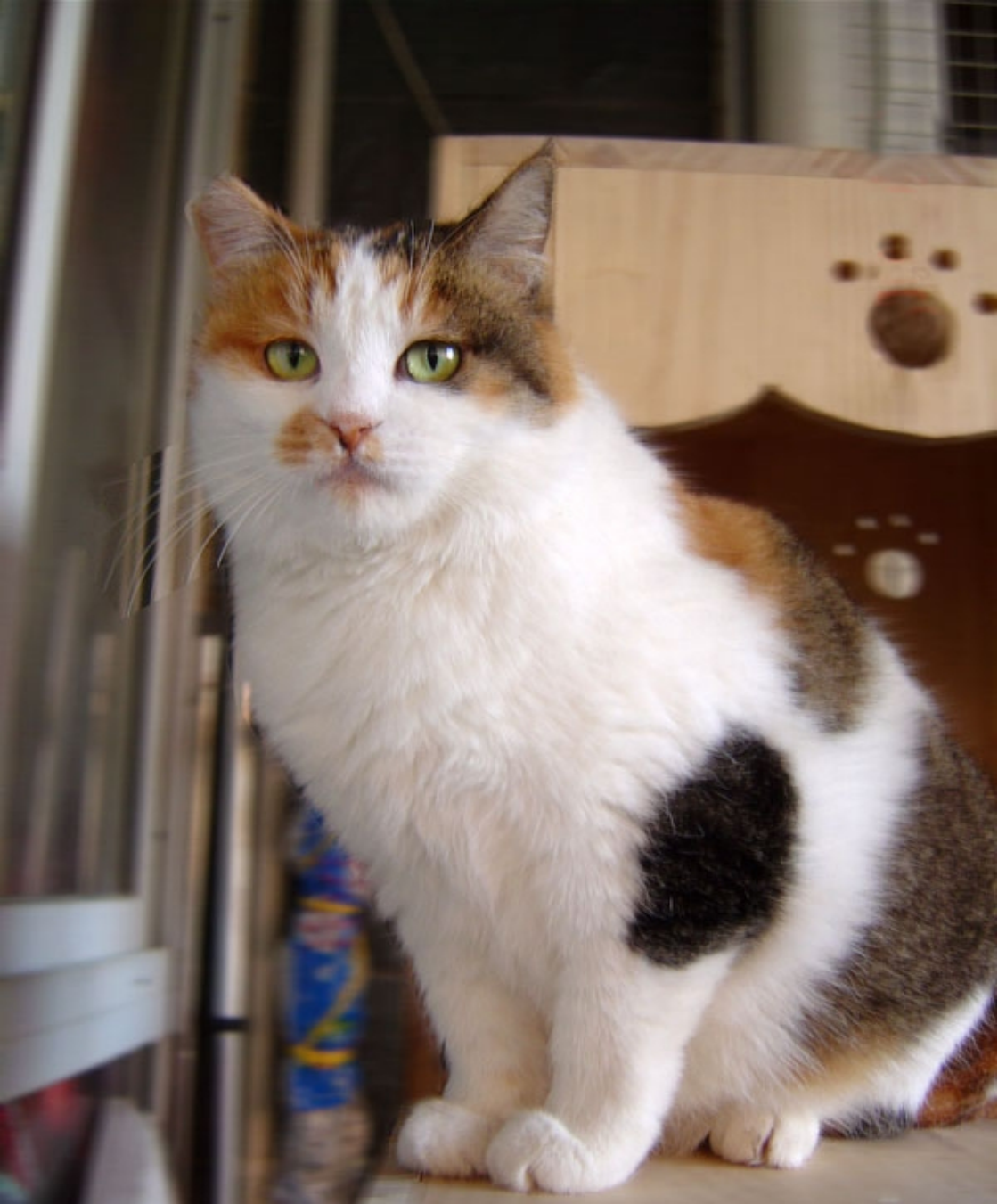 三花猫_360百科