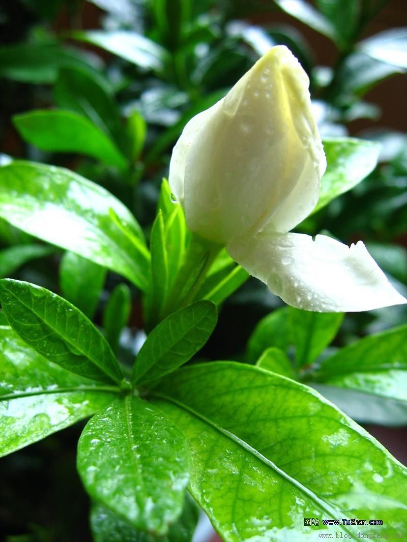 栀子仁图册_360百科