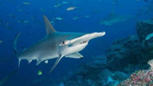 短吻双髻鲨 (动物| 板鳃亚类)