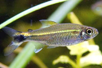 豚形半线脂鲤动物辐鳍鱼类