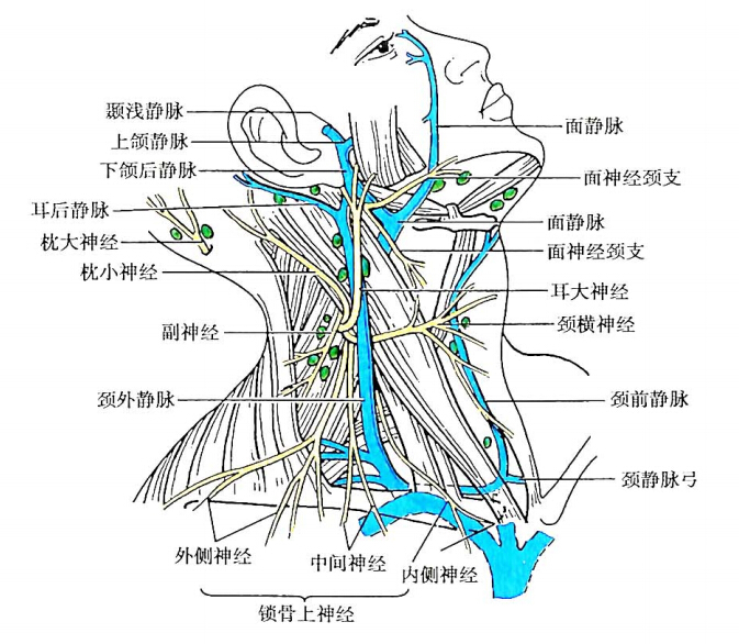 颈丛图册_360百科