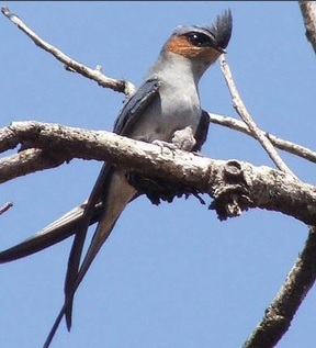 雨燕直播足球免费观看高清赛事无广告实时转播全球焦点战