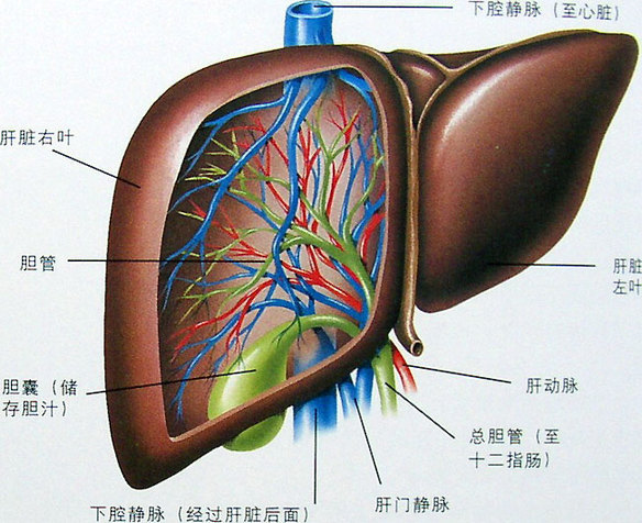 肝血窦图册_360百科