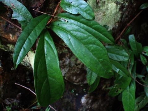 青棉花藤叶 - 求真百科