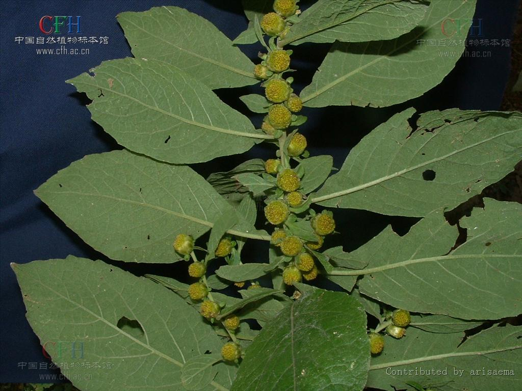 天名精图册_360百科