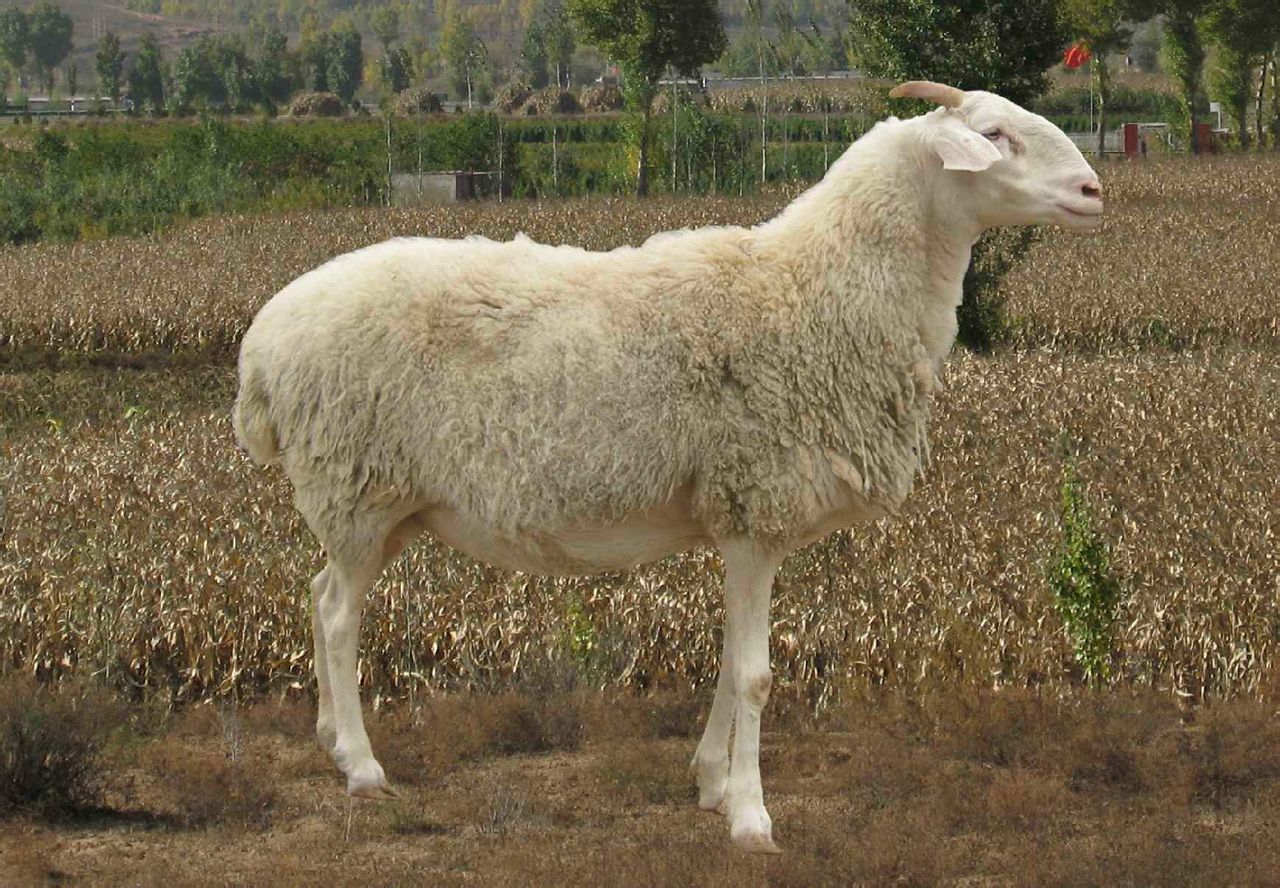 澳洲白绵羊特征,澳洲白绵羊尾巴图片,澳洲白绵羊尾巴_大山谷图库