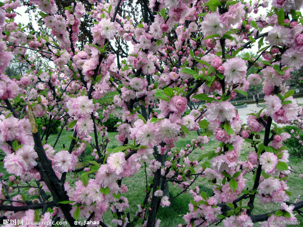 泰安盛林园艺场14公分日本晚樱 15公分晚樱价格 18公分樱花价格-阿里巴巴