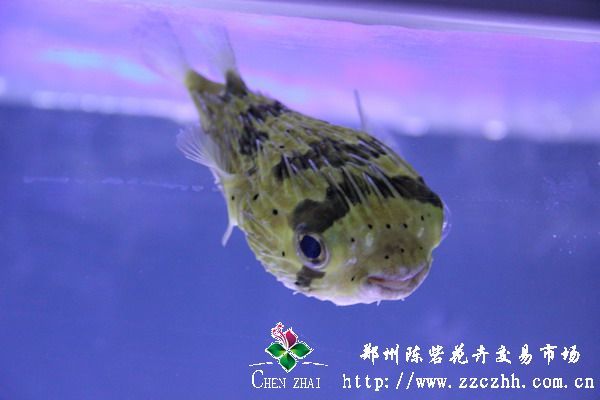刺豚鱼图册_360百科