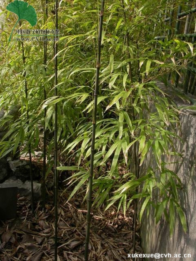 寒竹属_360百科