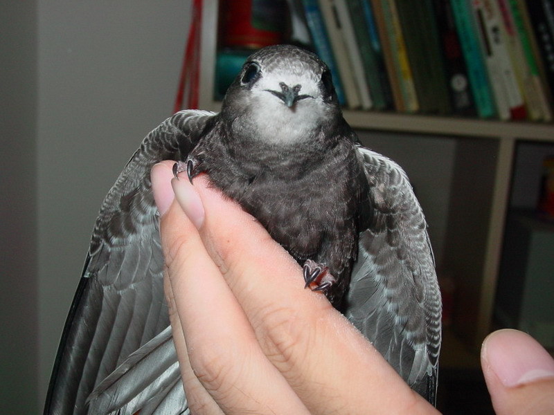 雨燕直播呈现精彩NBA对决 黄蜂与老鹰的巅峰较量全面开启