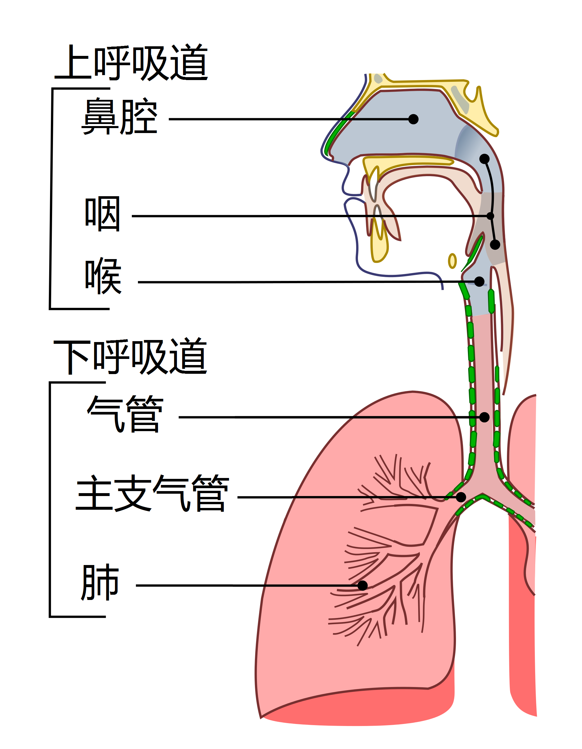 支气管在哪里位置图,人的支气管位置图片,气管在脖子的位置图片_大山谷图库