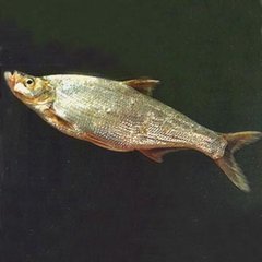 大眼近红鲌 (动物)