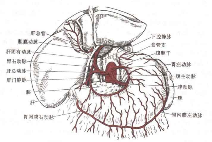 腹腔干及其分支结构图图片