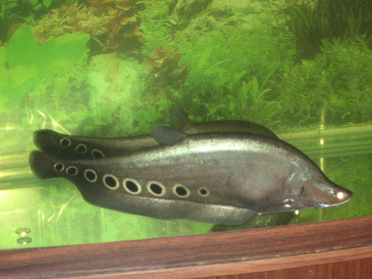 七星刀脊索动物门鱼类