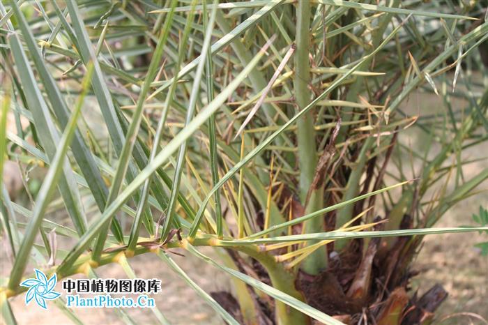 刺葵属图册_360百科