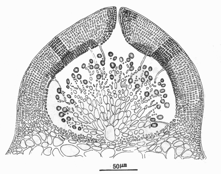缢江蓠图册_360百科
