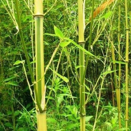 四季竹_360百科