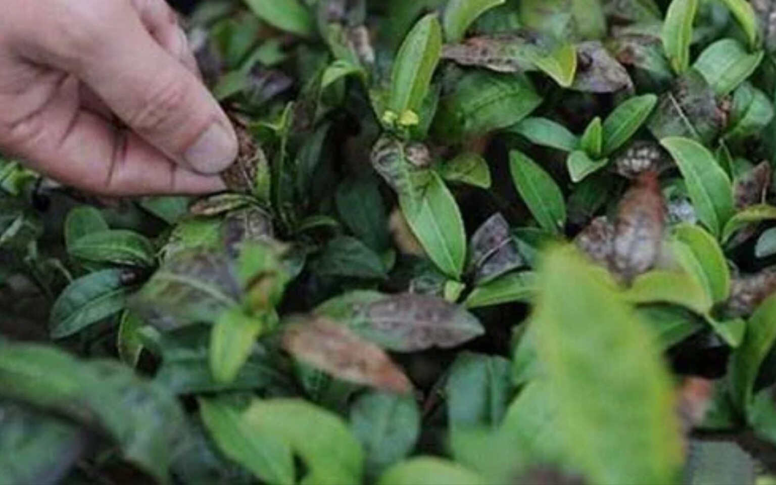 油茶藻斑病-油茶病虫害诊断与防治-图片