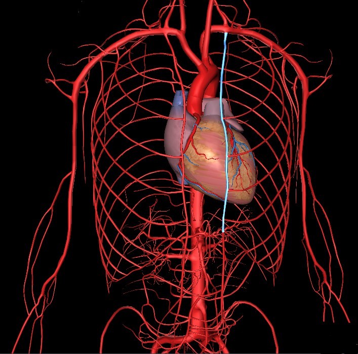 胸廓内动脉解剖图图片