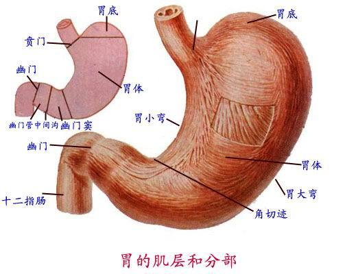 幽门管溃疡