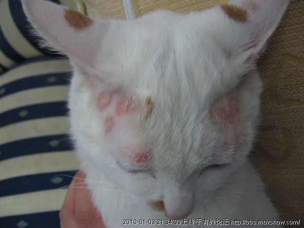 猫癣图册_360百科