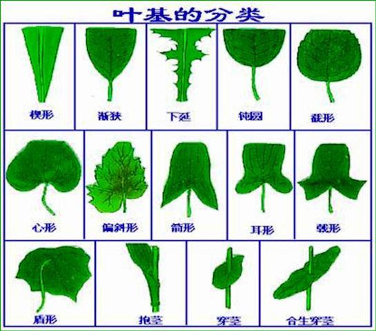 叶_360百科