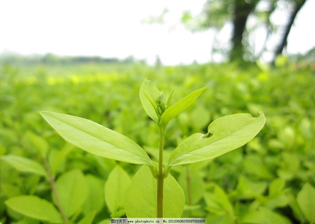 植物防疫_360百科