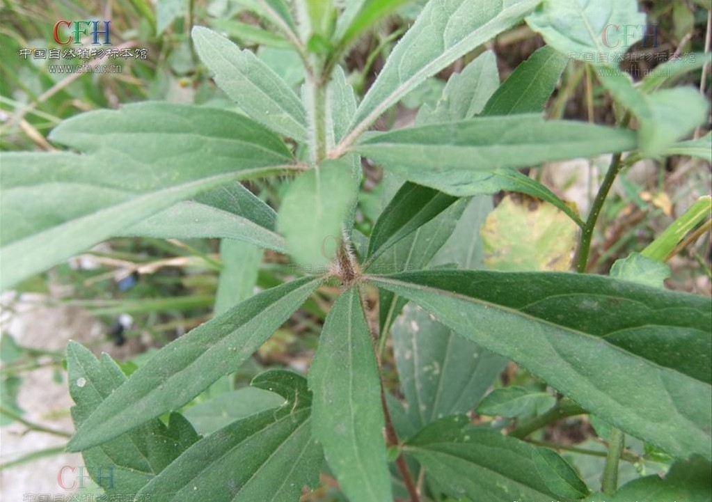 大麻叶泽兰_360百科