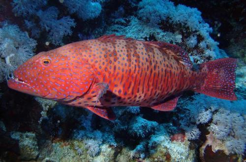 雲紋鰓棘鱸 | plectropomus punctatus(動物 | 輻鰭魚類)