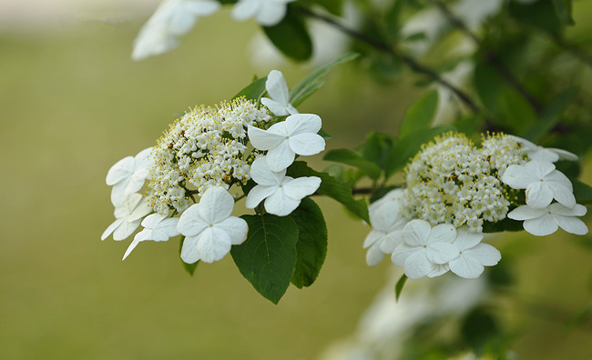 瓊花