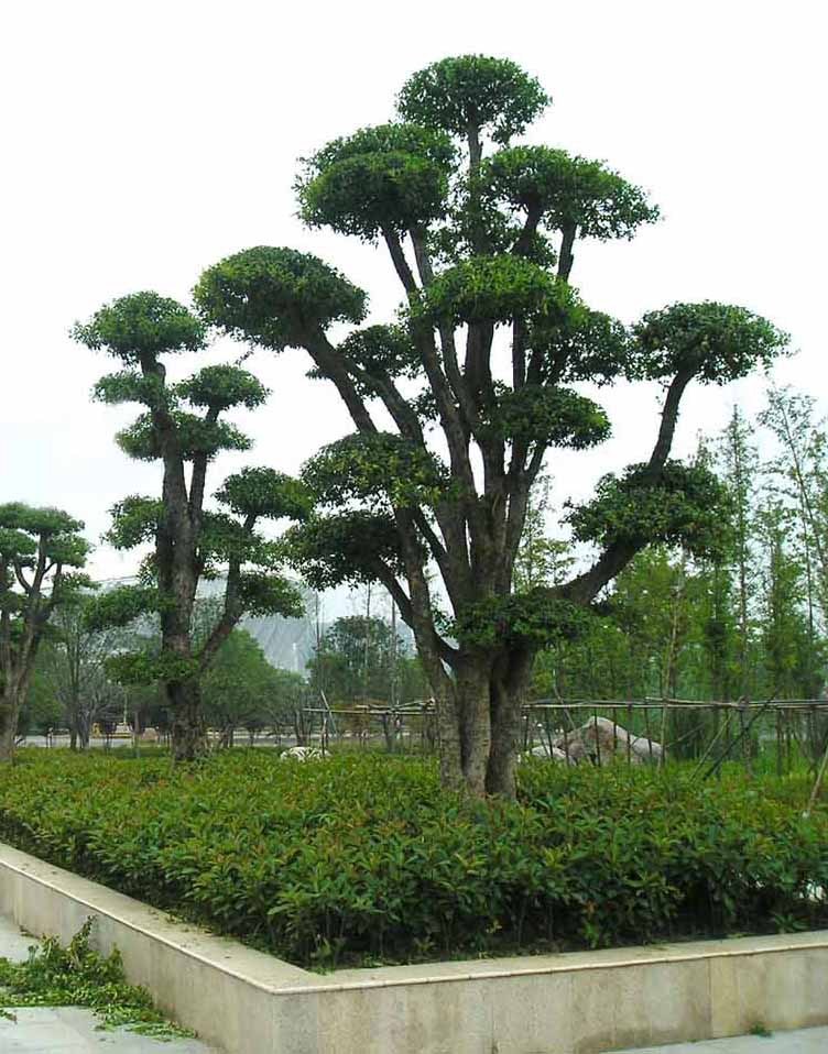 柞树图册_360百科