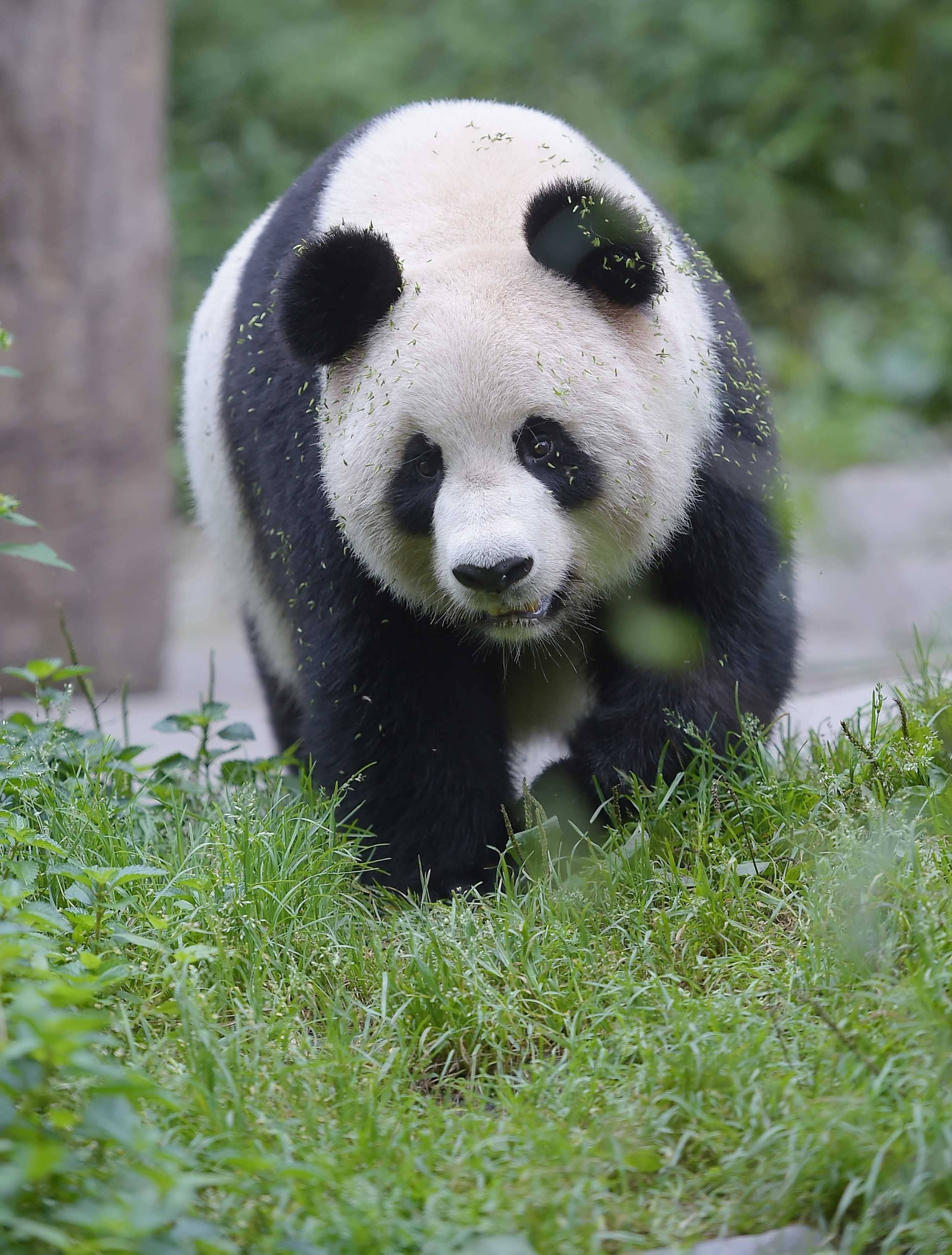 熊猫图片摄影图__野生动物_生物世界_摄影图库_昵图网nipic.com