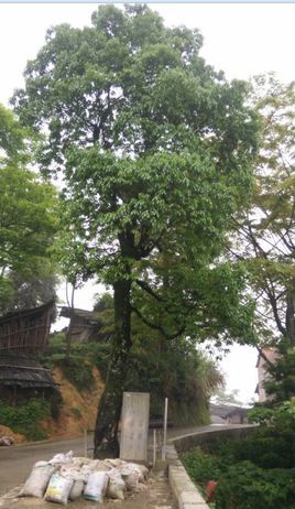 荷木图册_360百科