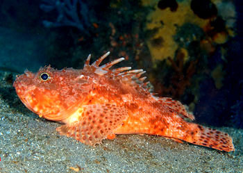 生物具体分类:动物界-脊索动物门-辐鳍鱼纲-鲉形目-鲉科-新棘鲉属-宽