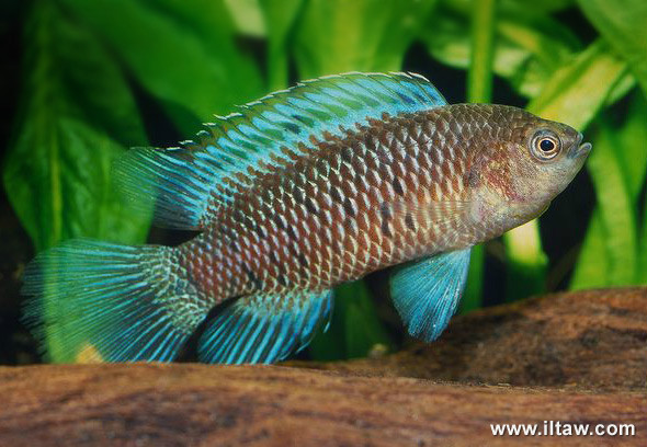 棕鱸 | badis badis(動物 | 輻鰭魚類)